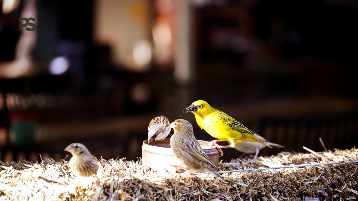 Lake Baringo Birding Seasons: Best Months by Species -- Photo by Magda Ehlers on Pexels