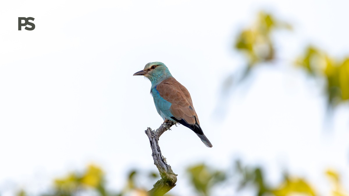 Lake Baringo Birding Seasons: Best Months by Species - photo 1
