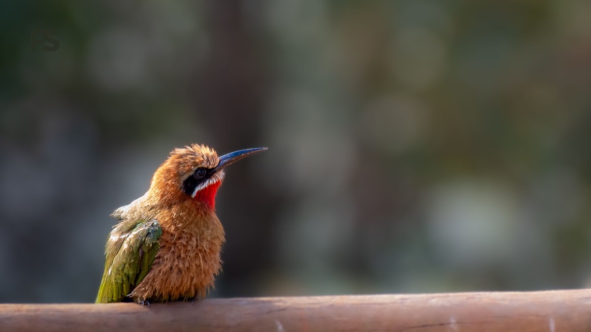 Lake Baringo Birding Seasons: Best Months by Species - photo 2