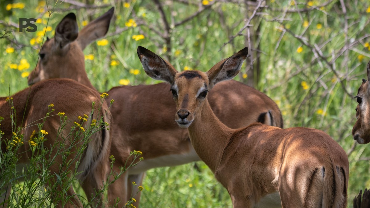 lake baringo vs lake bogoria: Boat Trips or Hot Springs -- Photo by Magda Ehlers on Pexels