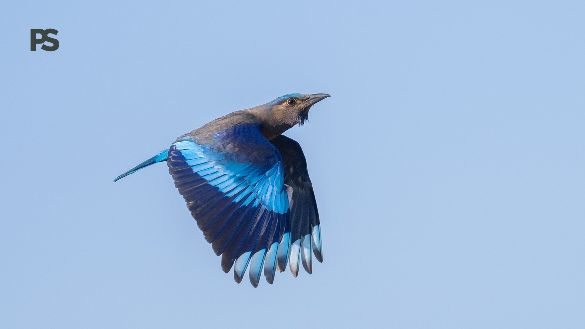 Lake Bogoria birding checklist: 25 Birds to Spot - photo 1