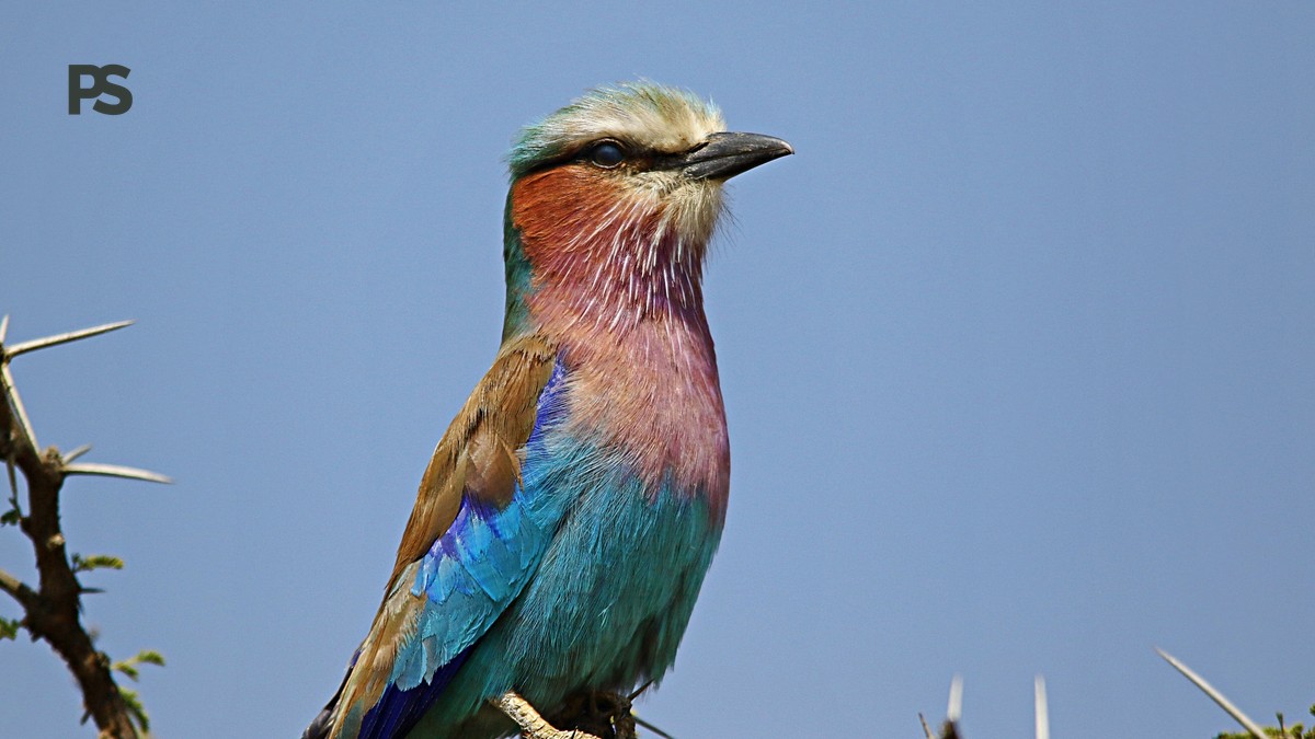 Lake Bogoria Birding Itinerary: 2-Day Birding Plan - photo 1