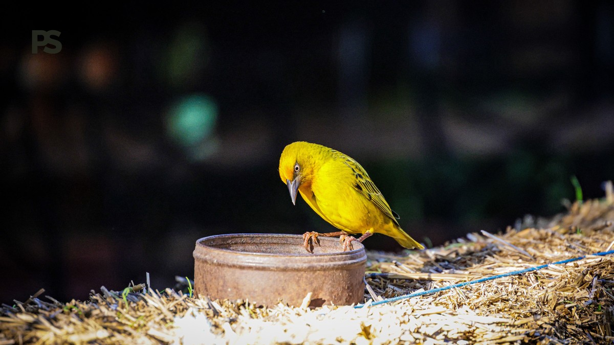 Lake Bogoria Birding Itinerary: 2-Day Birding Plan - photo 2