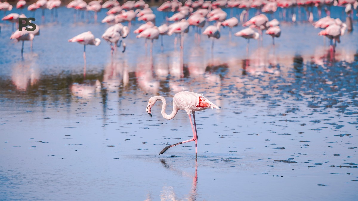 What Is Lake Bogoria Known For? Kenya's Soda Lake Explained -- Photo by JD Designs on Pexels