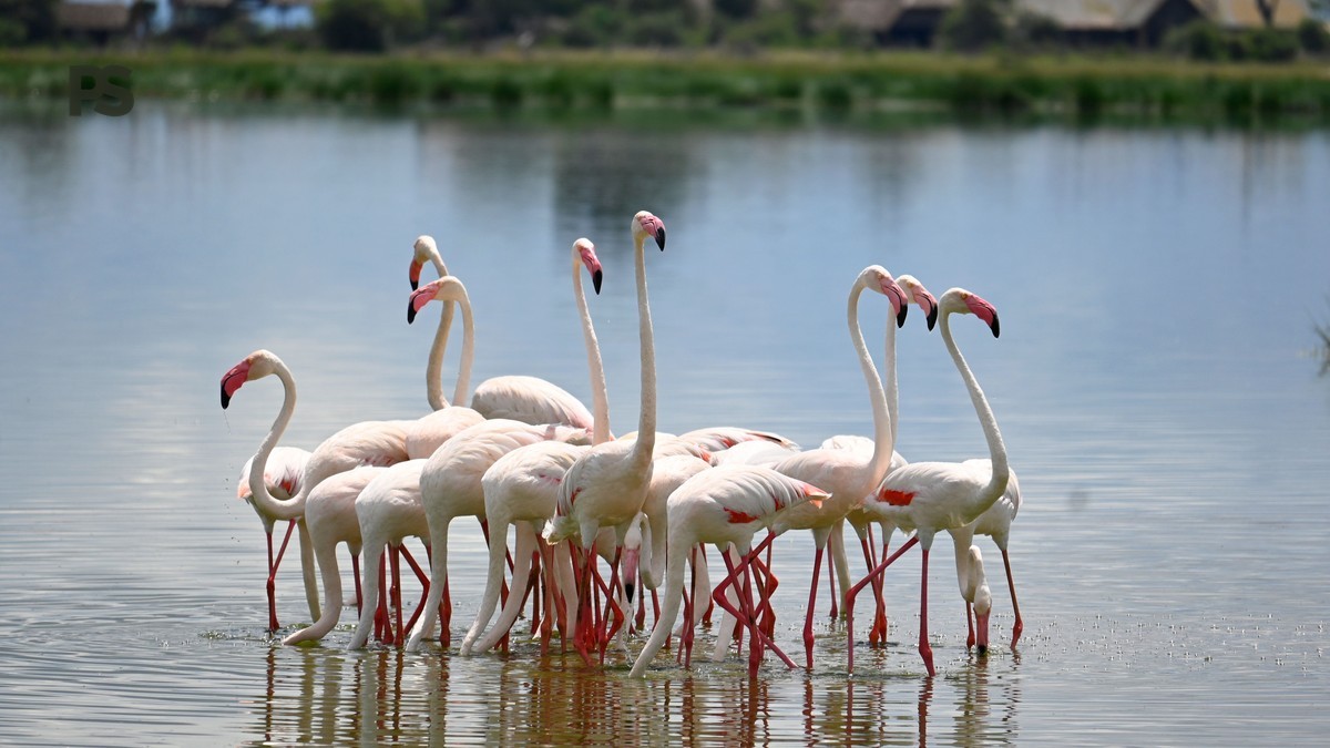 Lake Bogoria vs Lake Nakuru: Pick Your Ideal Safari -- Photo by Marri Shyam on Pexels