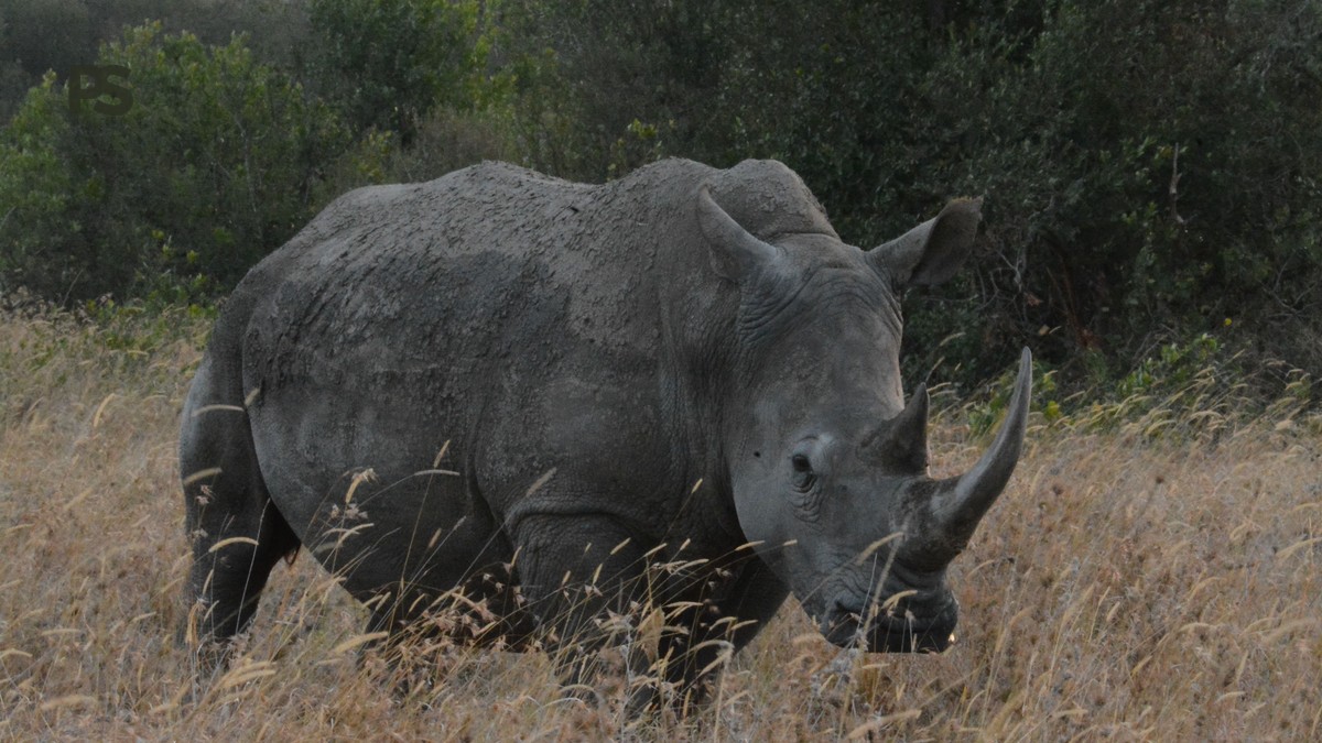 Lake Bogoria vs Lake Nakuru: Pick Your Ideal Safari - photo 1