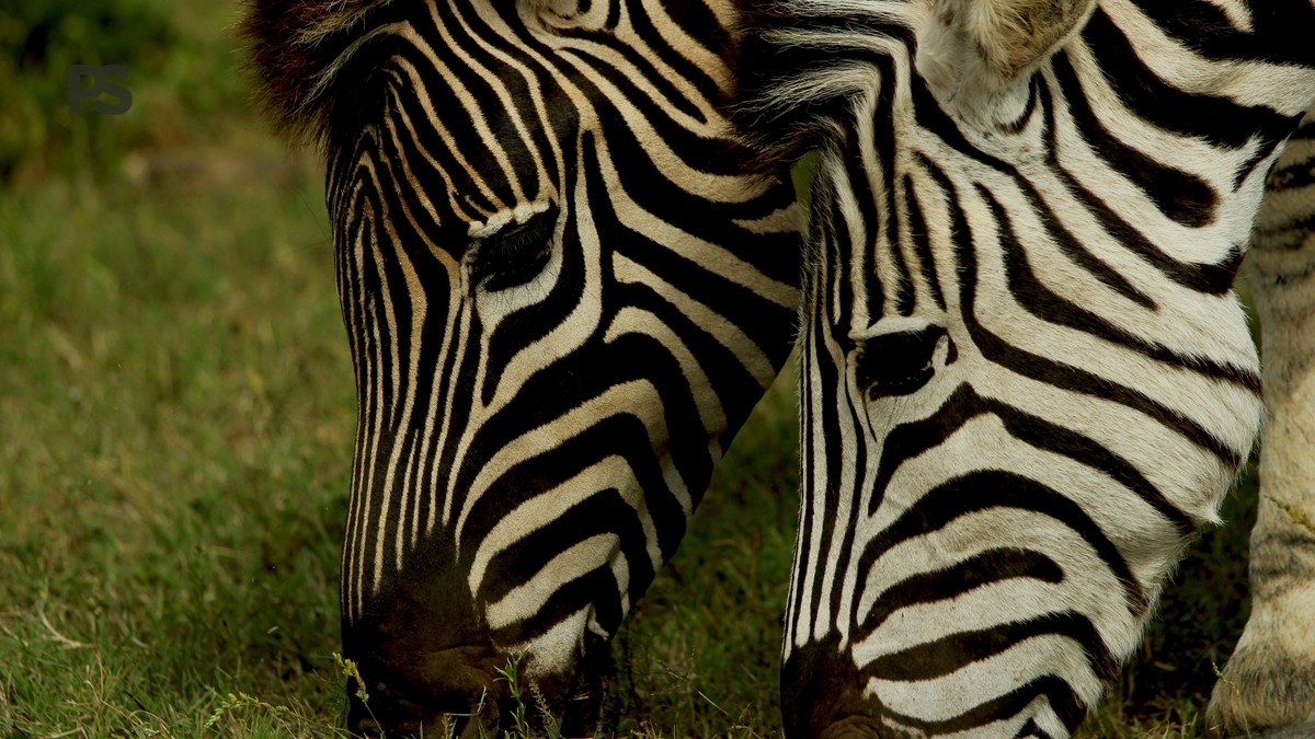 Lake Bogoria vs Lake Nakuru: Pick Your Ideal Safari - photo 2