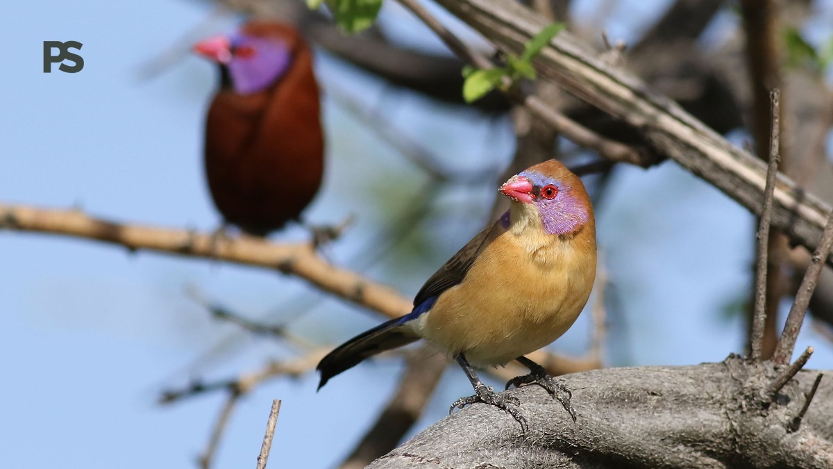 Lake Elementaita Birding Guide: 400+ Birds to See -- Photo by Derek Keats on Pexels