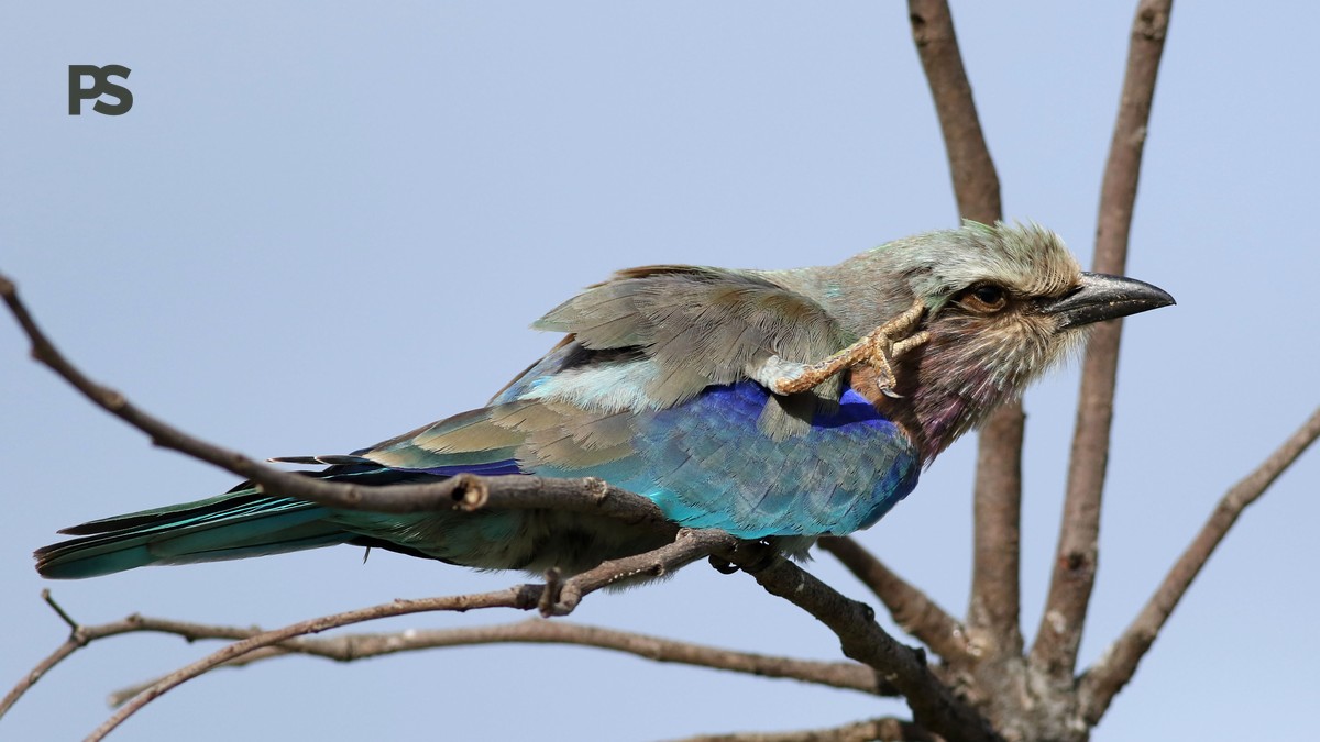 Lake Elementaita Birding Guide: 400+ Birds to See - photo 1