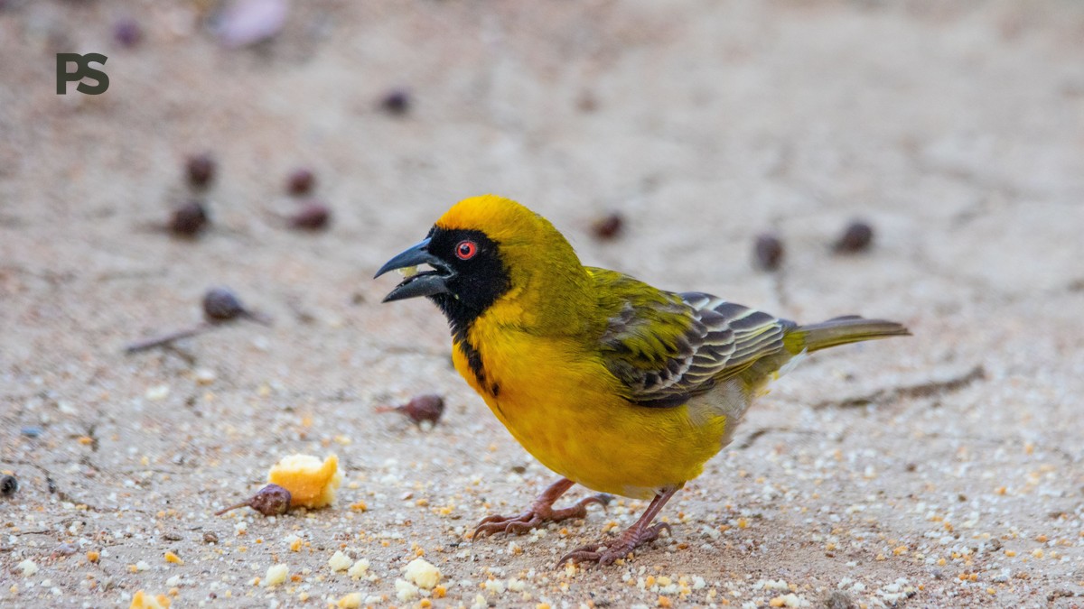 Lake Elementaita Birding Guide: 400+ Birds to See - photo 2