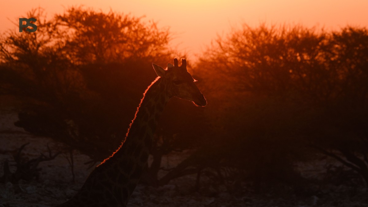 Lake Elementaita vs Lake Bogoria: Choose by Experience - photo 1