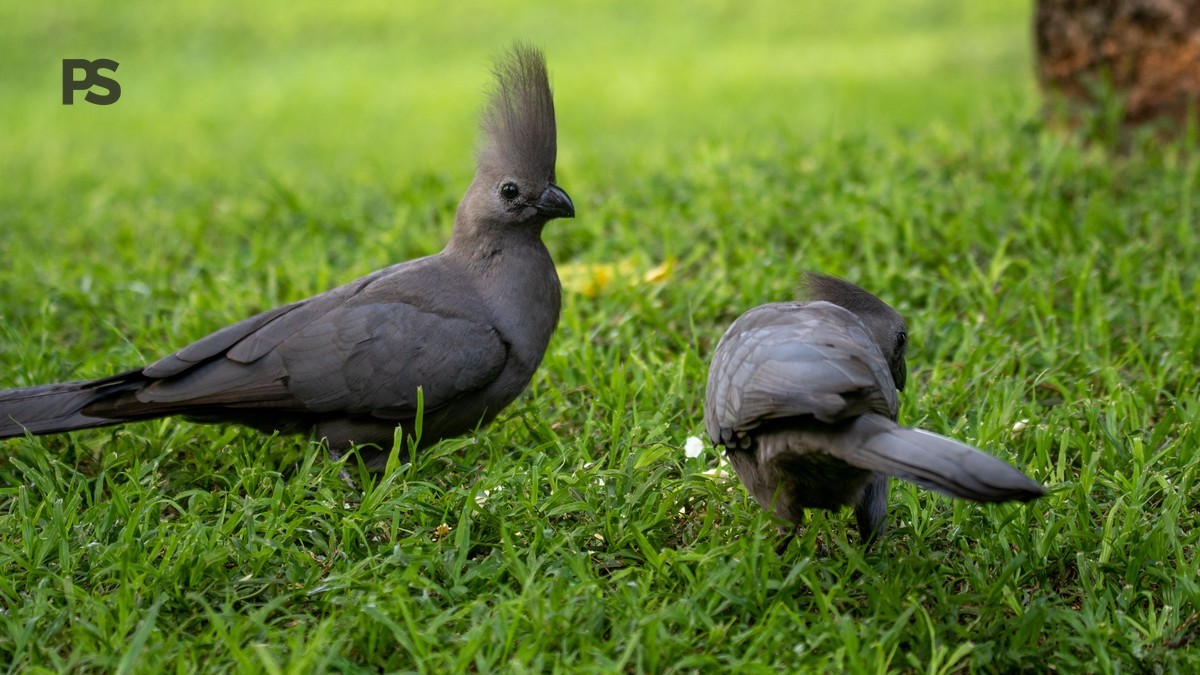 Lake Naivasha Birding Boat Guide: Prices & Tips -- Photo by Magda Ehlers on Pexels