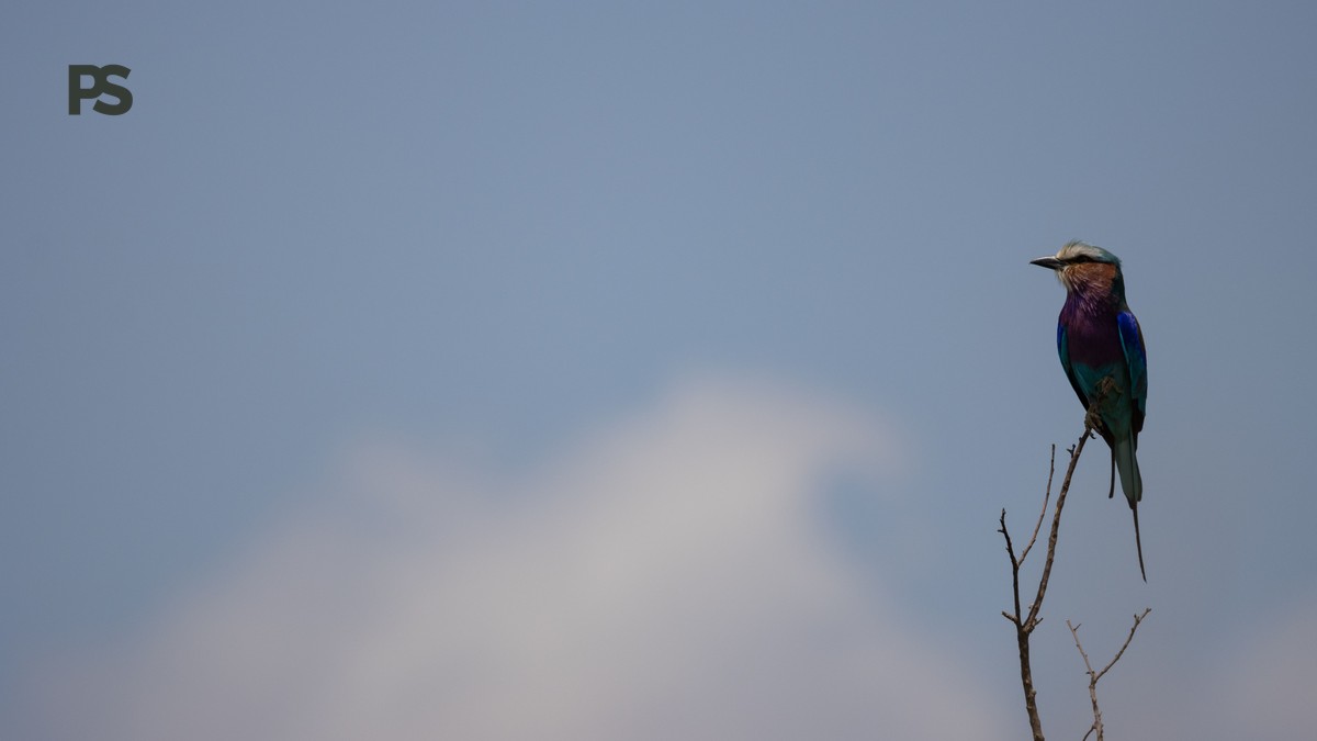 Lake Naivasha Birding Boat Guide: Prices & Tips - photo 1