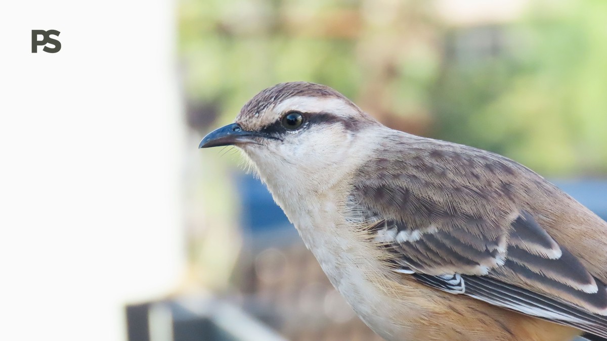 Lake Naivasha Birding Boat Guide: Prices & Tips - photo 2