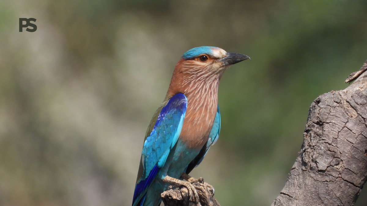Lake Naivasha Birding Itinerary: 2 Days of Top Birds - photo 1