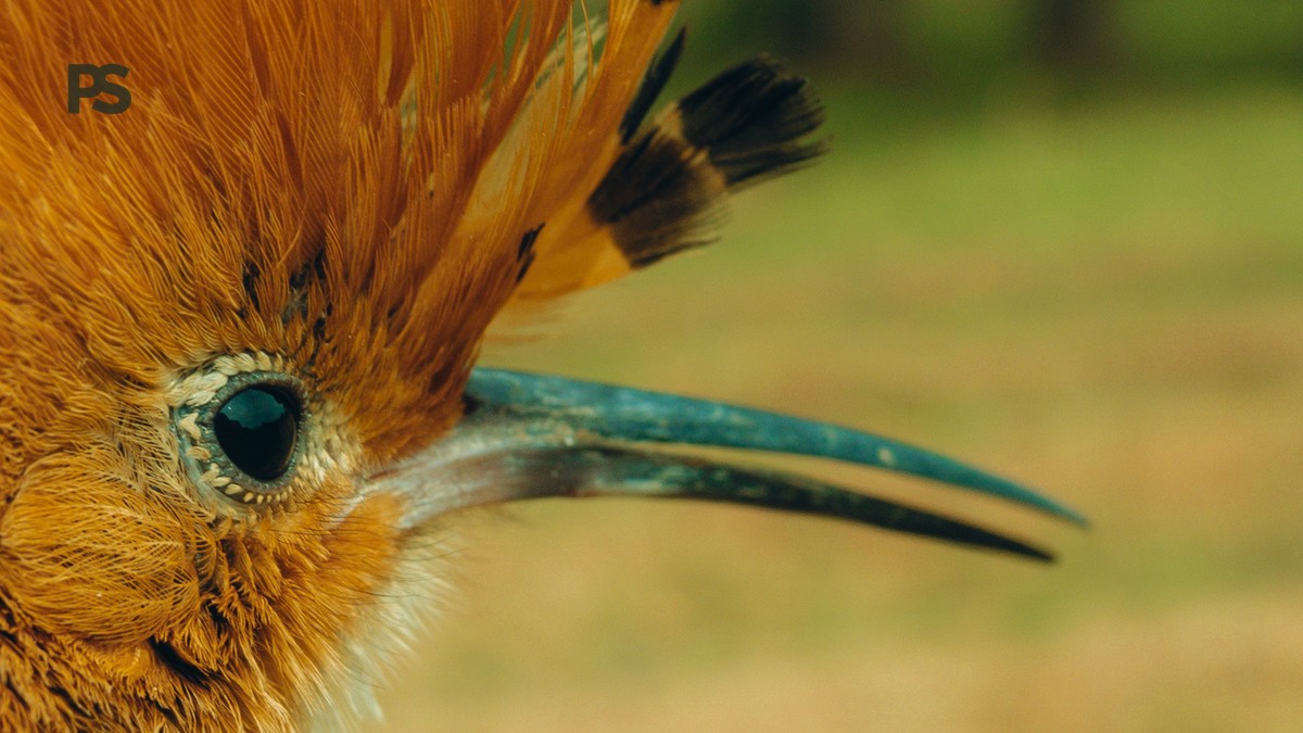 Lake Naivasha Birding Itinerary: 2 Days of Top Birds - photo 2