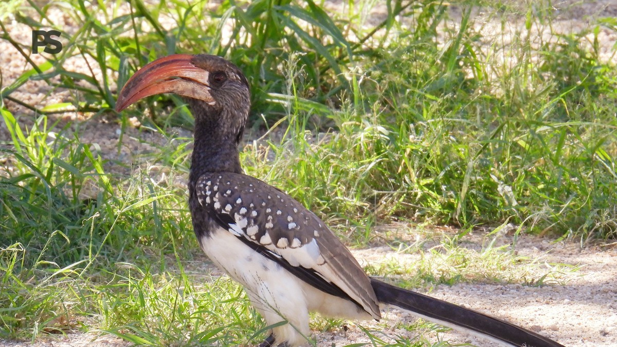 Lake Naivasha Birding Months: Best Times to See Birds -- Photo by Mandia Baard on Pexels