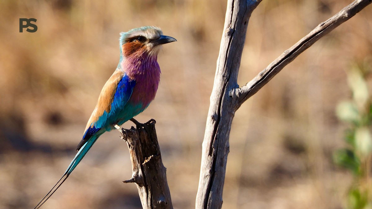 Lake Naivasha Birding Months: Best Times to See Birds - photo 1