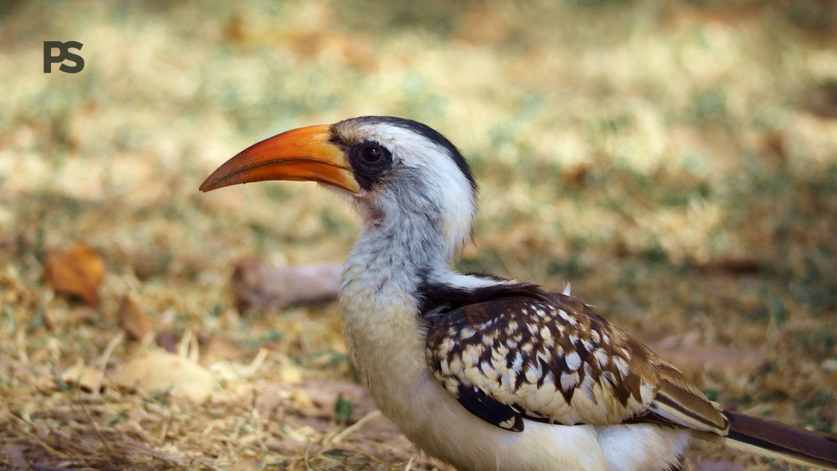 Lake Naivasha Birding Months: Best Times to See Birds - photo 2