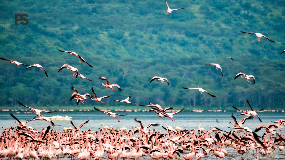 Lake Naivasha Flamingo Season: Best Months to Visit -- Photo by Bibhash Banerjee on Pexels