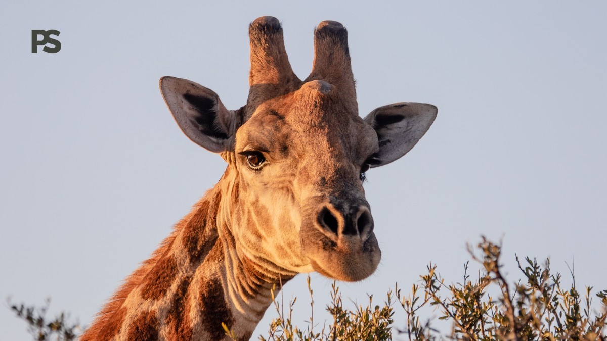 Naivasha or Elementaita: Pick Your Rift Valley Lake -- Photo by Magda Ehlers on Pexels