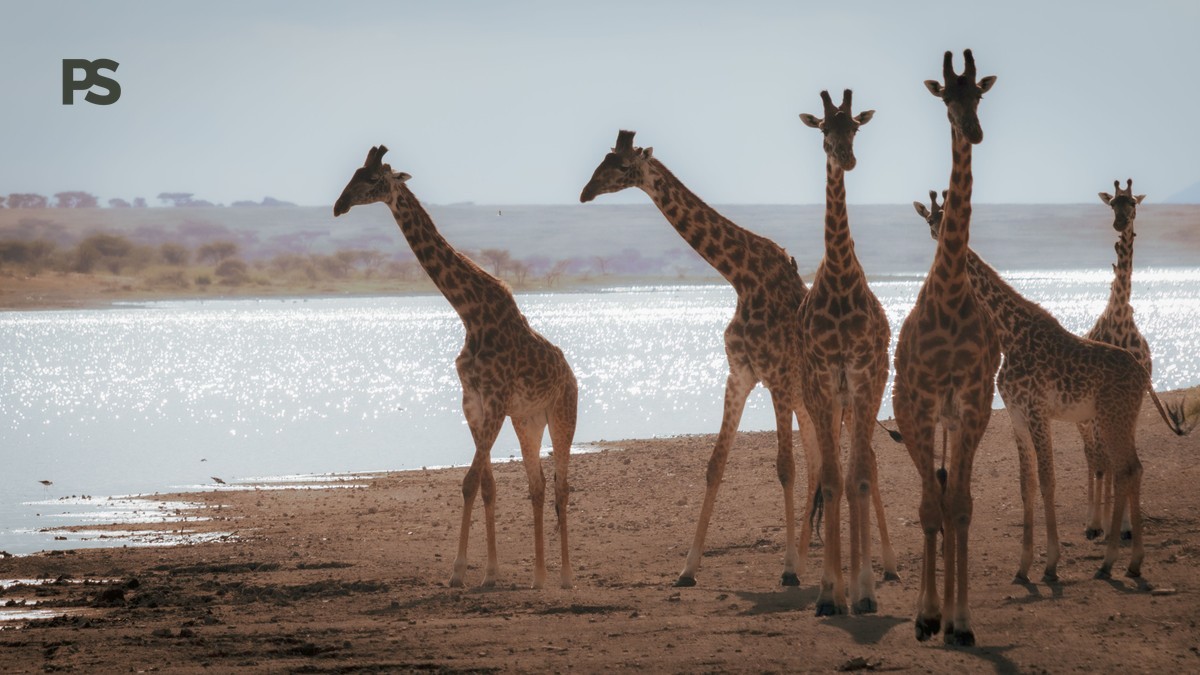 Is Lake Naivasha Safe for Children: 7 Rules for a Safe Visit -- Photo by G N on Pexels