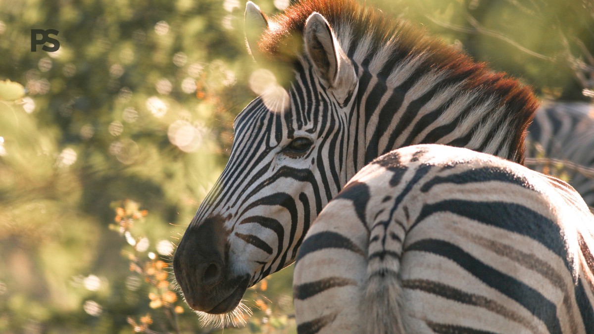 Lake Naivasha vs Lake Elementaita: 5 Safari Tests -- Photo by Laura Alessia on Pexels