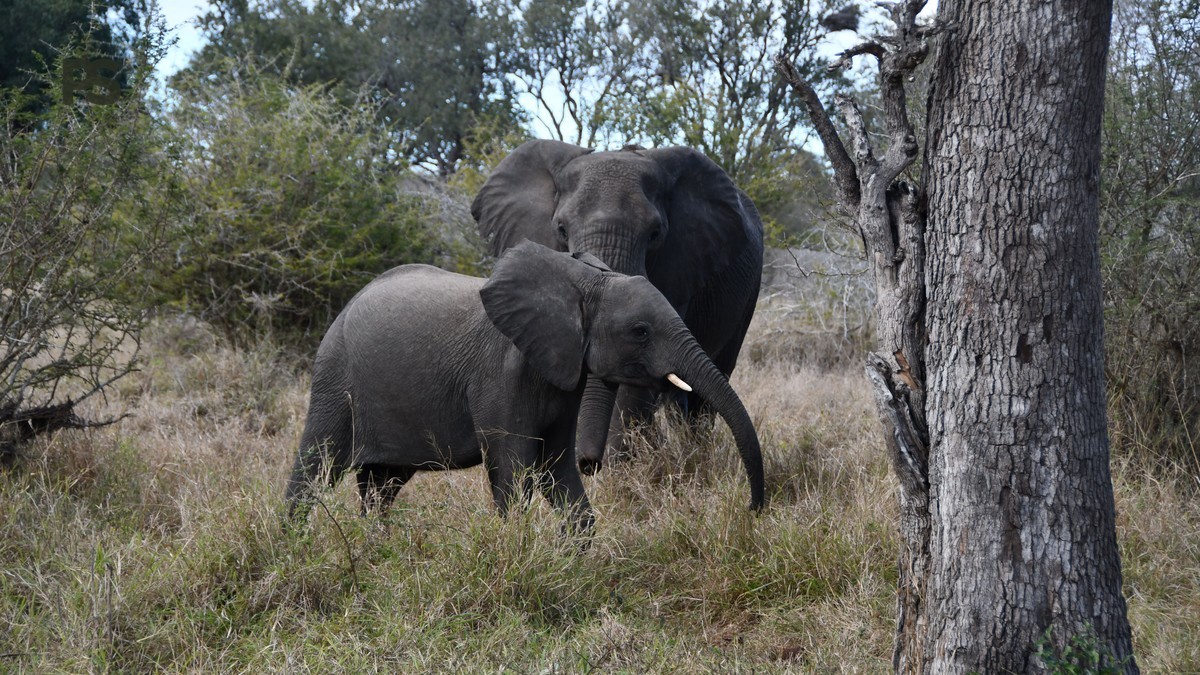 Lake Naivasha Walking Safari Safety: 7 Rules -- Photo by Ninette Soares on Pexels