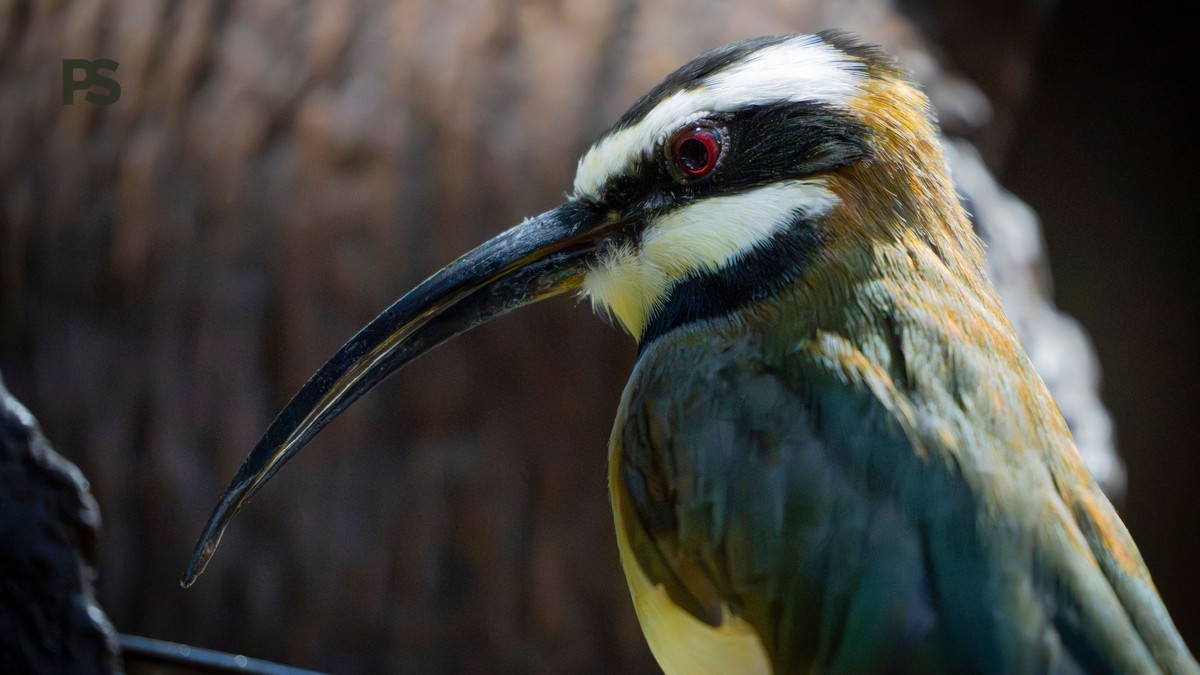 Lake Nakuru Birding Itinerary: 1–3 Days Planned -- Photo by Lorenzo Manera on Pexels