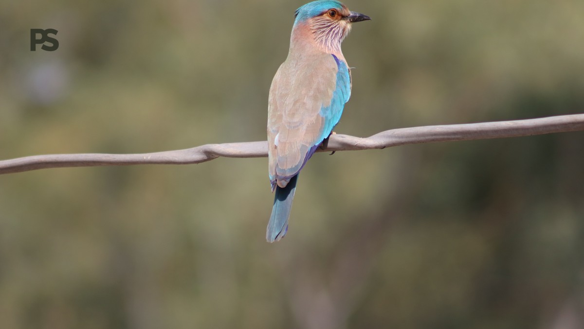 Lake Nakuru Birding Itinerary: 1–3 Days Planned - photo 1