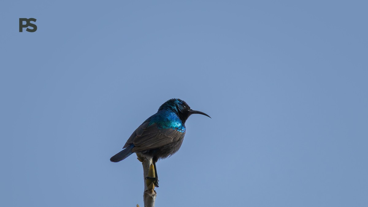 Lake Nakuru Birding Itinerary: 1–3 Days Planned - photo 2