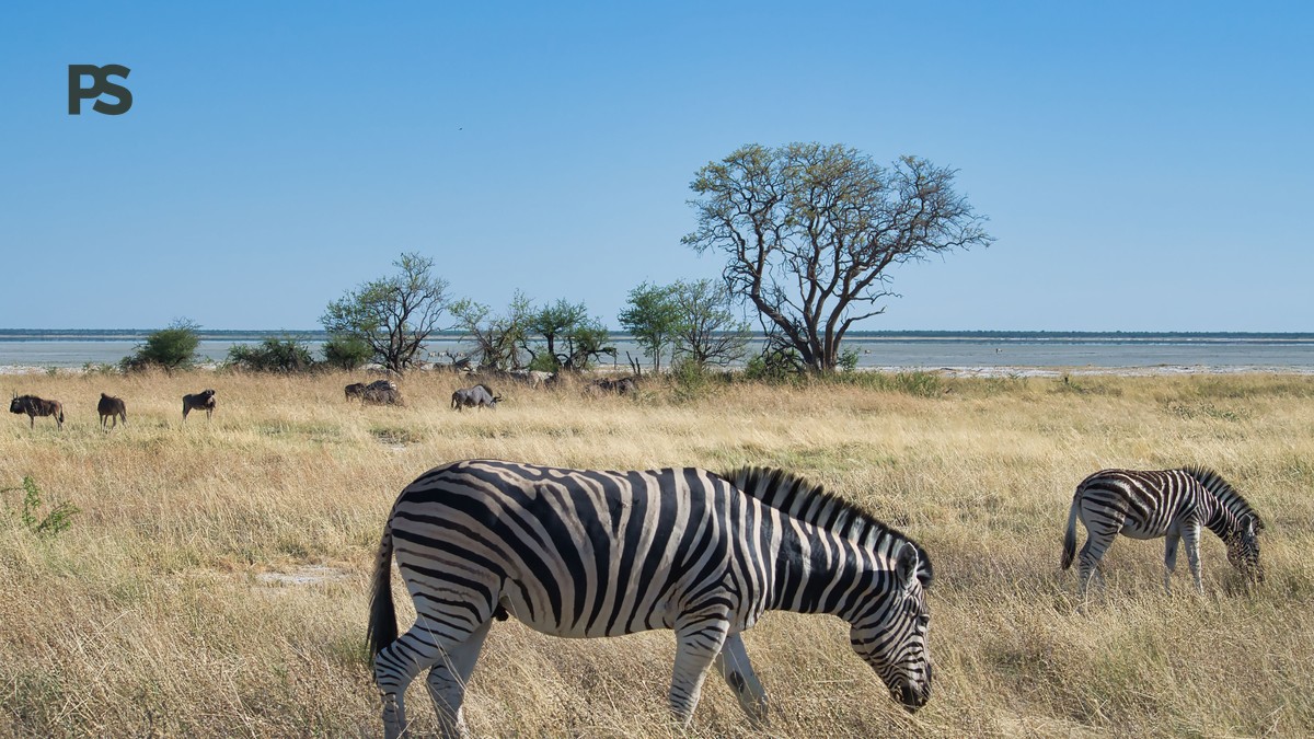 Lake Nakuru Flamingo Alternatives: 3 Better Lakes - photo 2