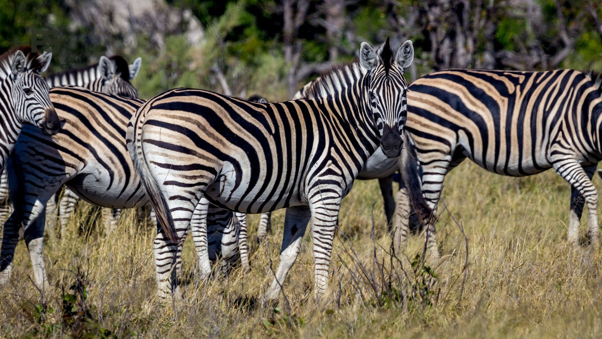 Lake Nakuru or Elementaita: $90 vs $50 Entry Compared - photo 2