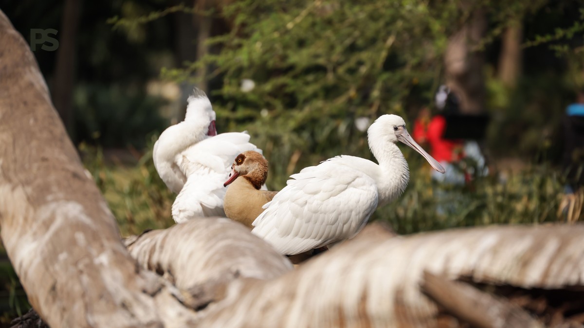 Lake Nakuru Rainy Season Safari: Green Views & Birds -- Photo by Magda Ehlers on Pexels
