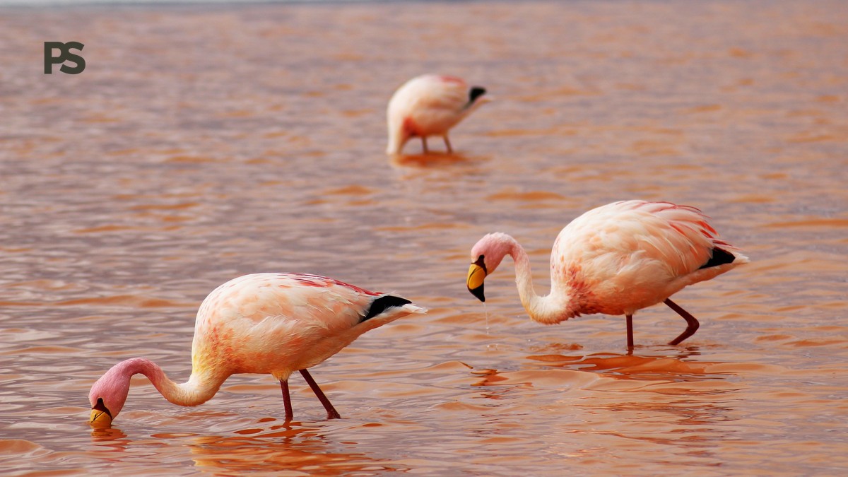 Lake Nakuru Rainy Season Safari: Green Views & Birds - photo 1