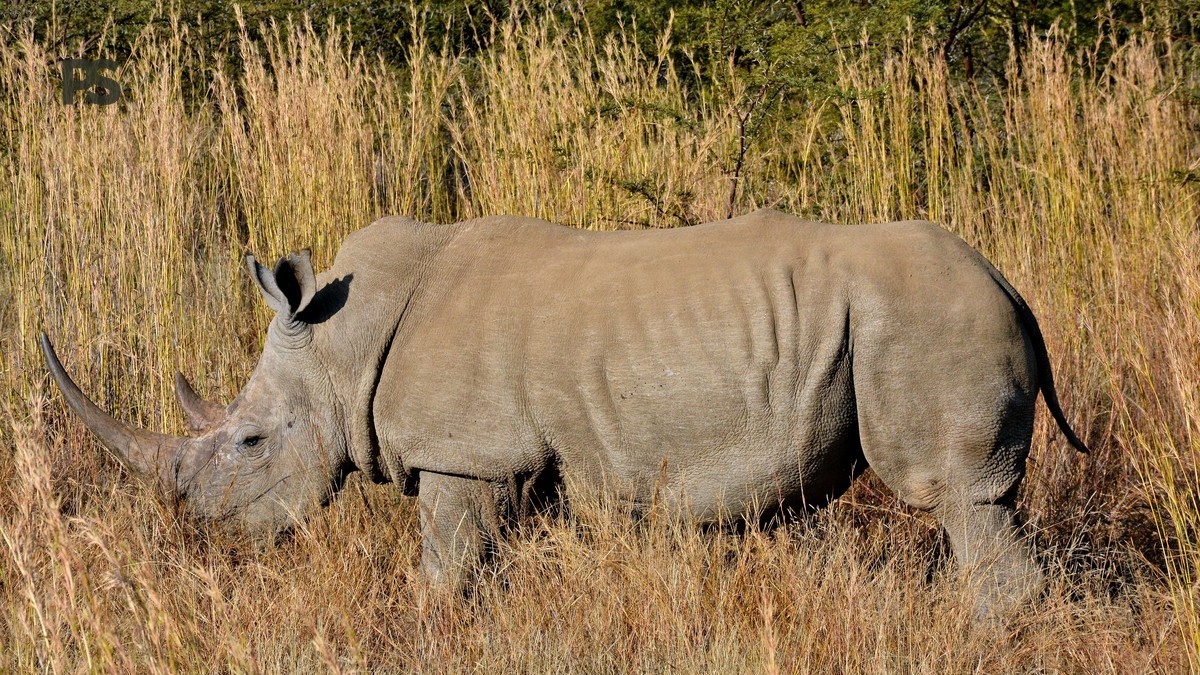 Lake Nakuru Safari Rhino Sightings: Best Times & Spots -- Photo by Mark de Jong on Pexels