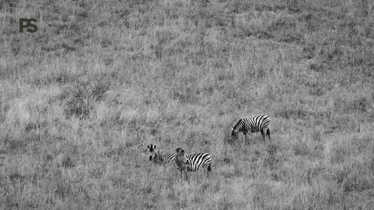 Lake Nakuru Safari Rhino Sightings: Best Times & Spots - photo 2