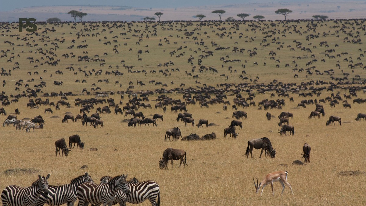 Masai Mara vs Ndutu Calving Season: Which Months Are Best? -- Photo by Vik Joshi on Pexels