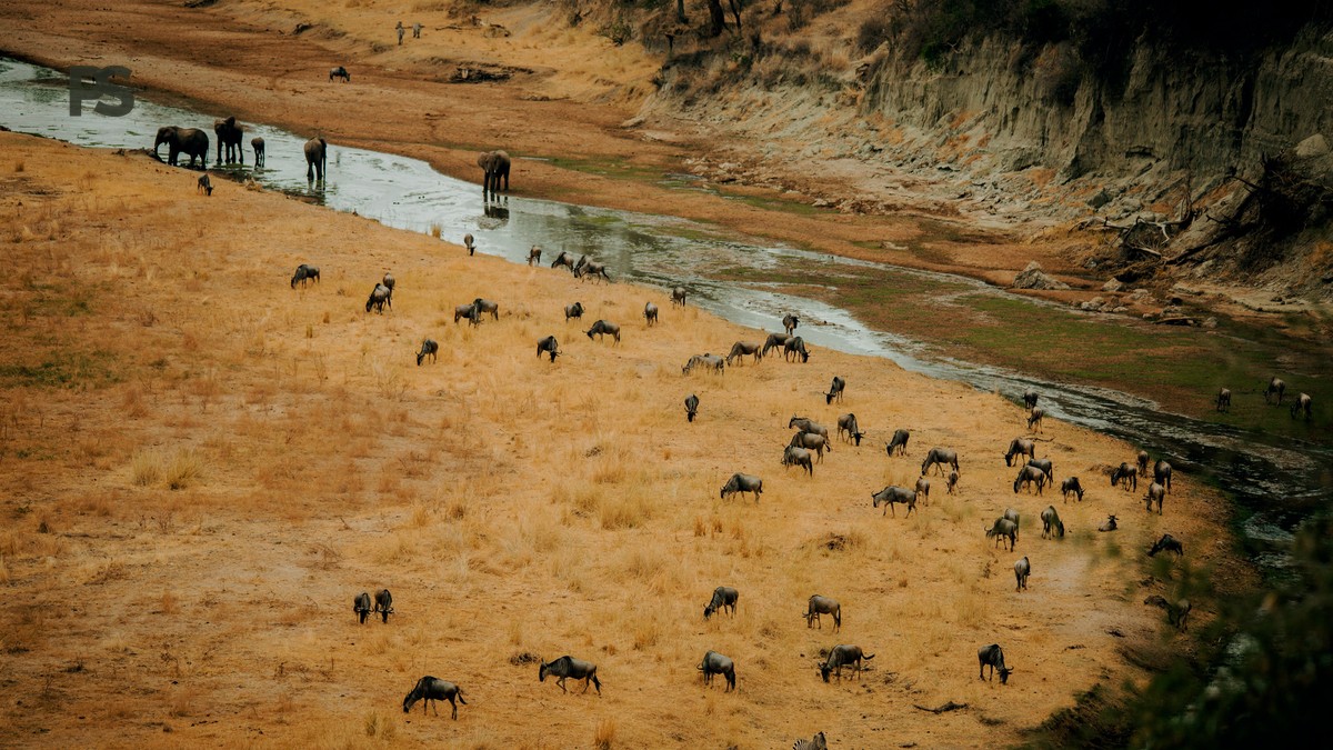 Masai Mara vs Ndutu Calving Season: Which Months Are Best? - photo 1