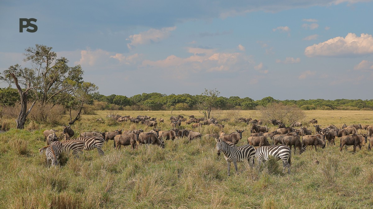 Masai Mara vs Ndutu Calving Season: Which Months Are Best? - photo 2