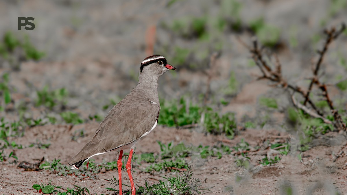 Meru National Park Birding Itinerary: 3-Day Plan - photo 2