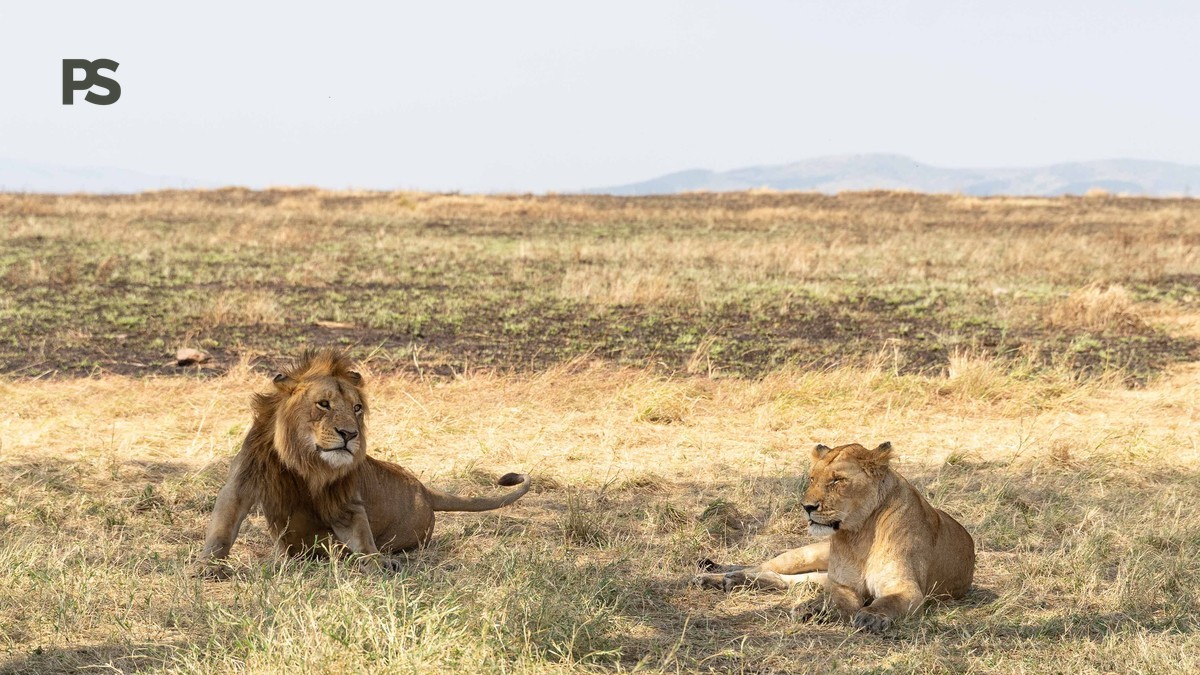 Is One Day Enough Big Five: 5 Ways to Maximize Sightings -- Photo by Ken Mwaura on Pexels