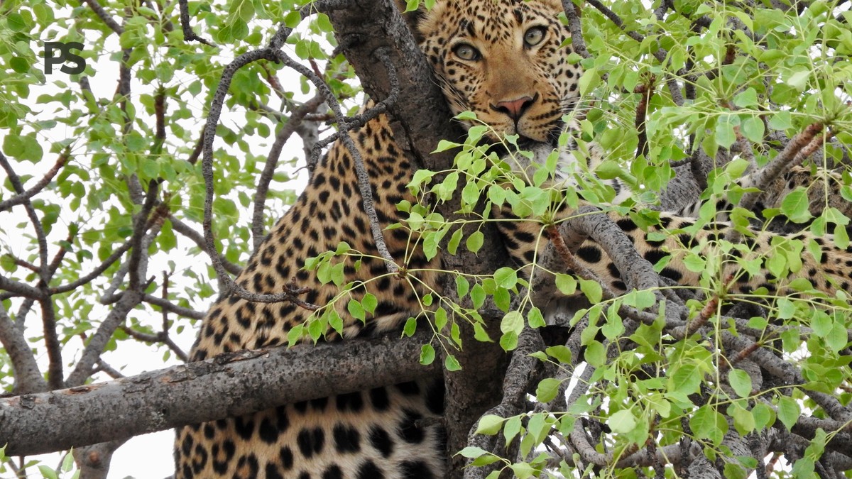 Is One Day Enough Big Five: 5 Ways to Maximize Sightings - photo 1