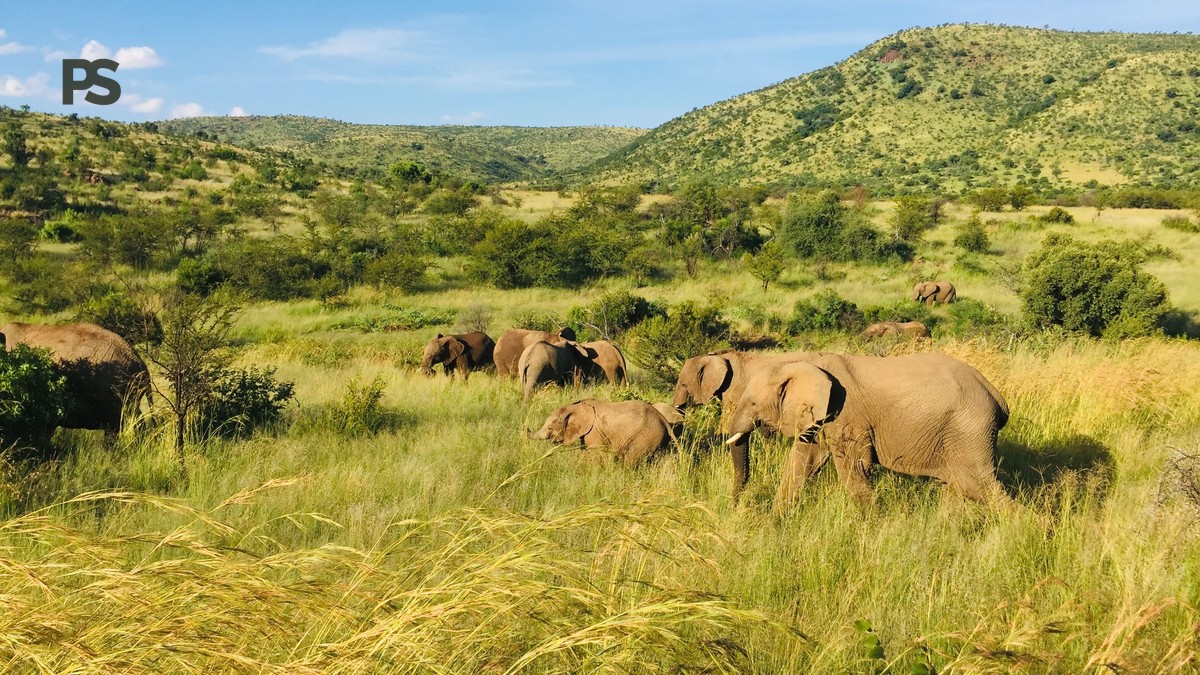 Is One Day Enough Big Five: 5 Ways to Maximize Sightings - photo 2