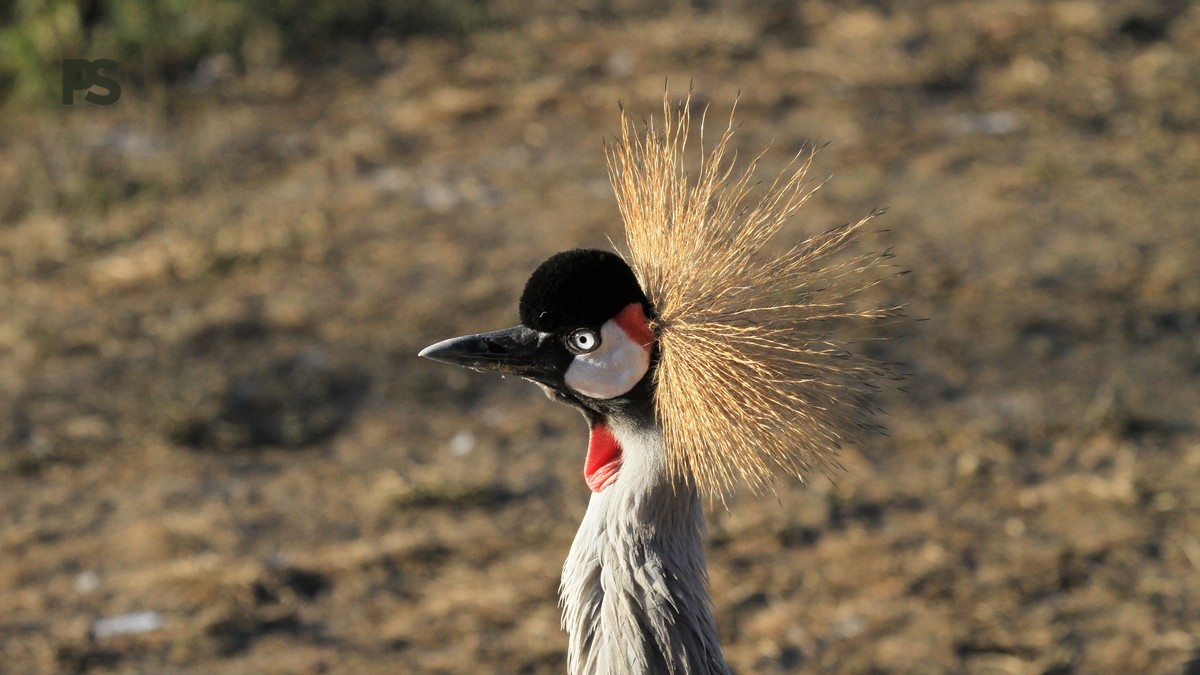 Rift Valley Lakes Birding Route: 3 Days of Top Birds - photo 2