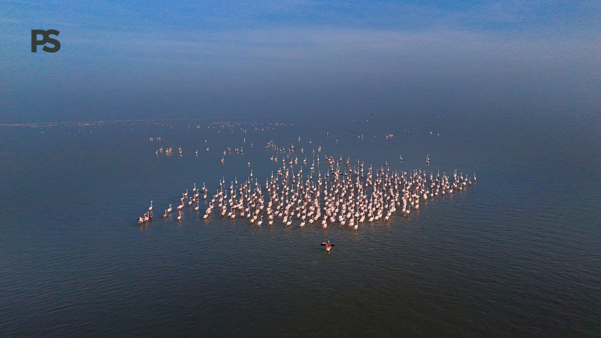 Rift Valley Lakes Flamingo Route: 2-Day Nairobi Loop -- Photo by Amit Rai on Pexels