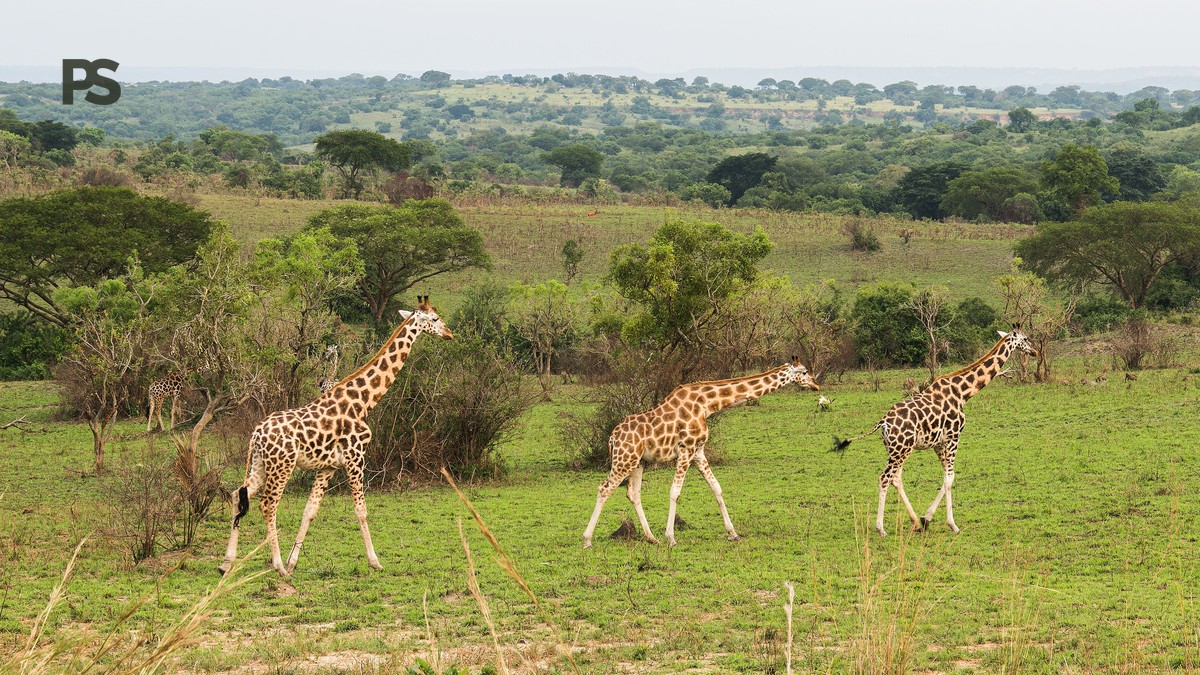 Rift Valley Lakes Flamingo Route: 2-Day Nairobi Loop - photo 2