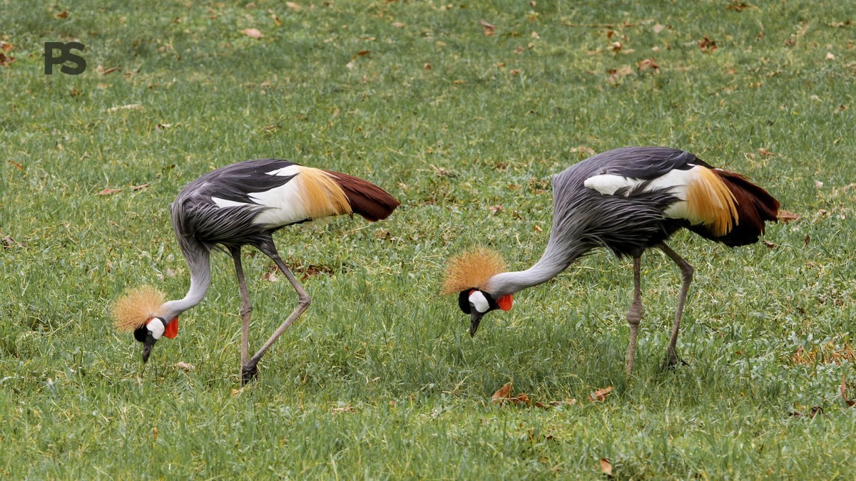Samburu Birding Itinerary: 3 Days of Top Birds -- Photo by Mehmet Turgut Kirkgoz on Pexels