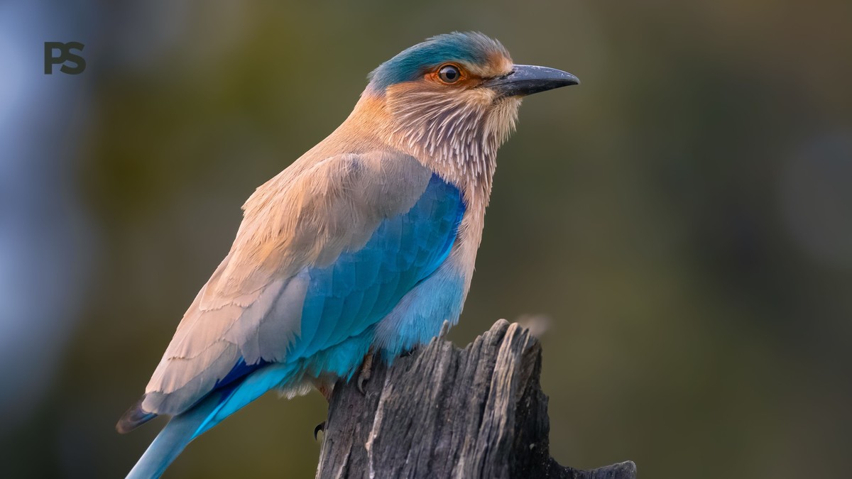 Samburu Birding Itinerary: 3 Days of Top Birds - photo 1