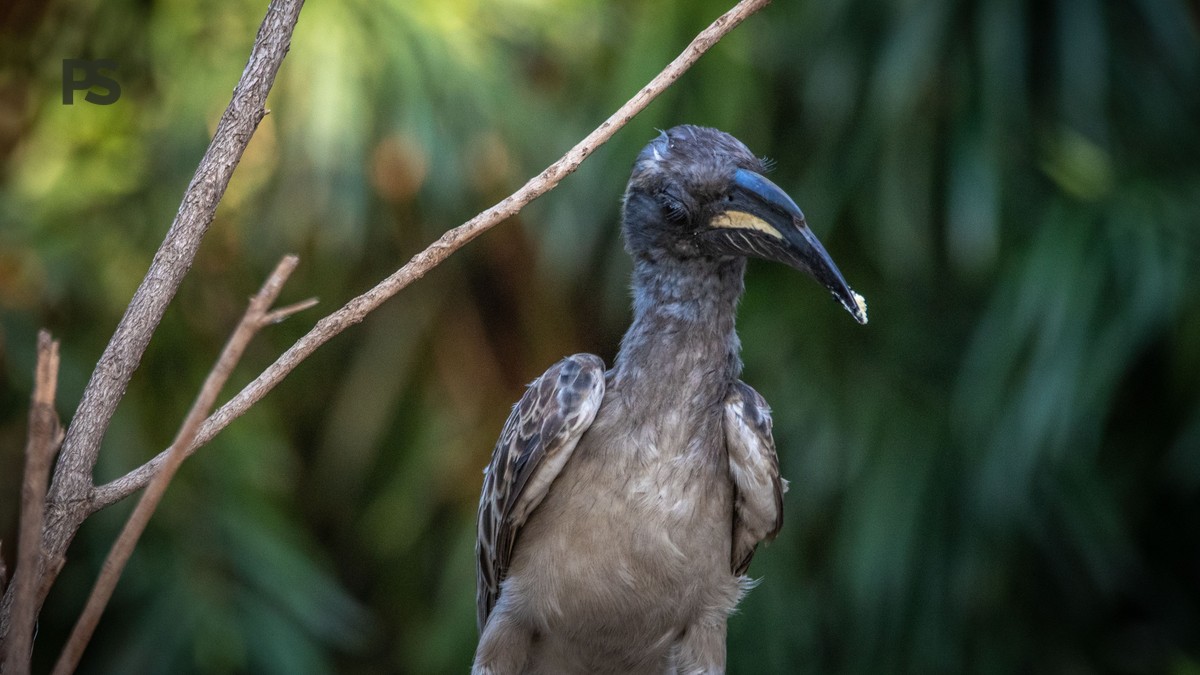 Samburu Birding Itinerary: 3 Days of Top Birds - photo 2